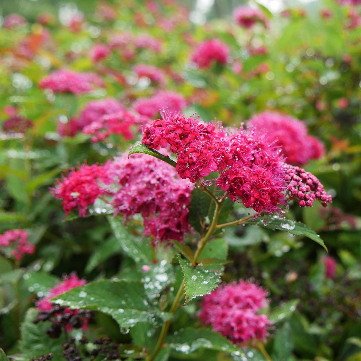 Spirée japonaise Double Play Doozie Proven Winners - Spiraea japonica Pot de 7,5L/10L