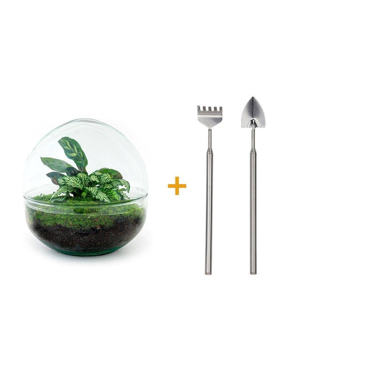 Kit Terrarium Diy - D20 H20cm - Image 1