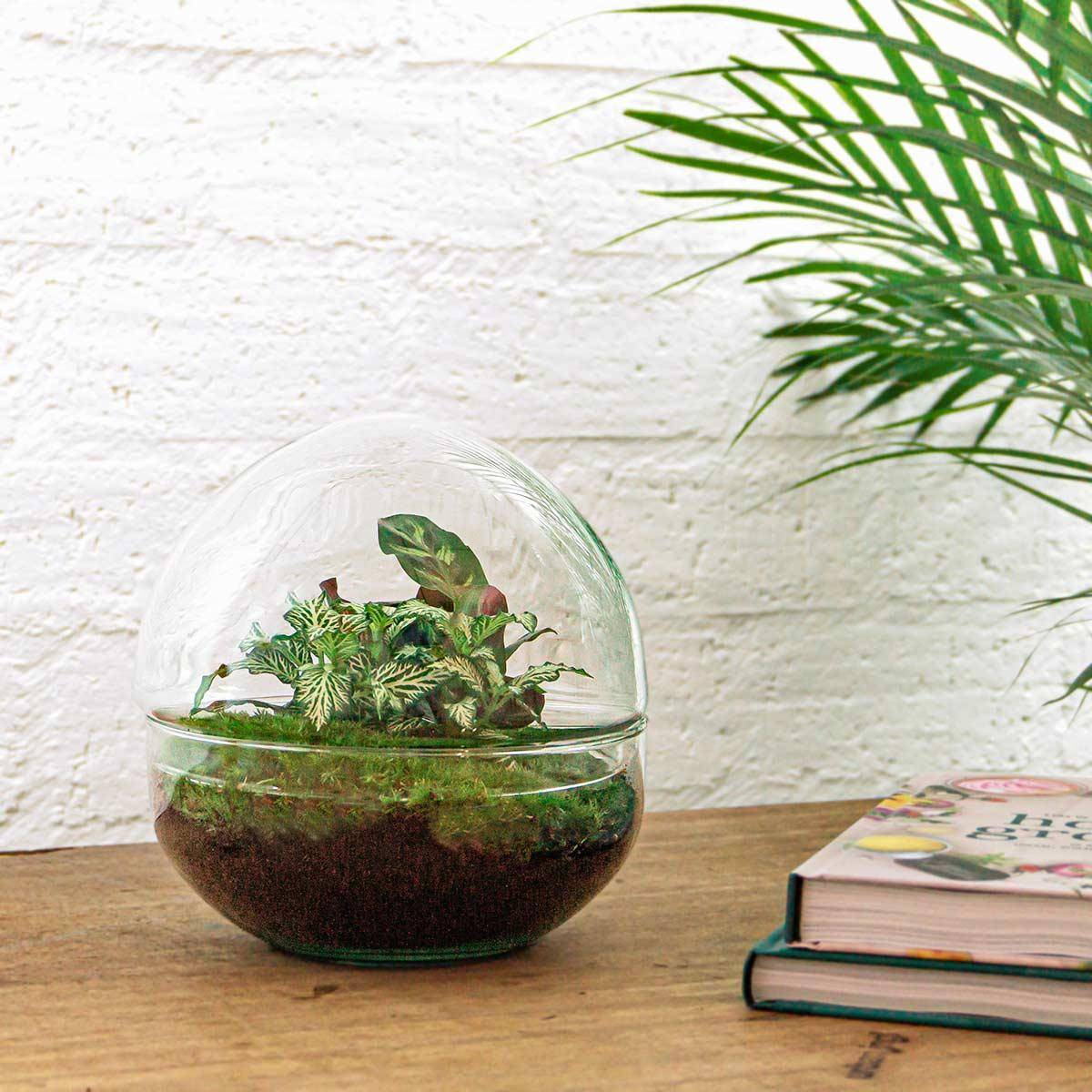 Kit Terrarium Diy - D20 H20cm - Image 4