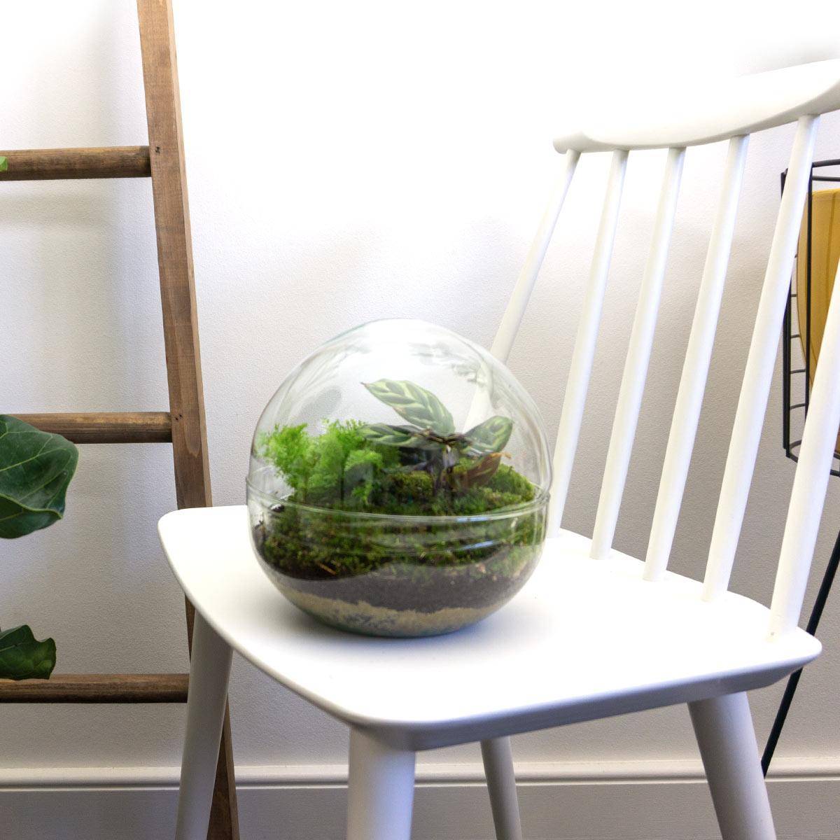 Kit Terrarium Diy - D20 H20cm - Image 2