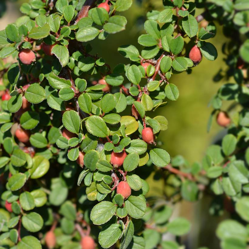 Cotoneaster procumbens Streibs Findling - Cotonéaster rampant Godet de 8/9 cm