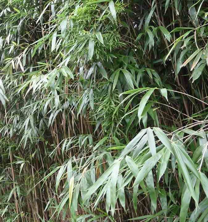 Sans Marque - Pseudosasa japonica Taille:Pot de 5 litres ? 80/100 cm