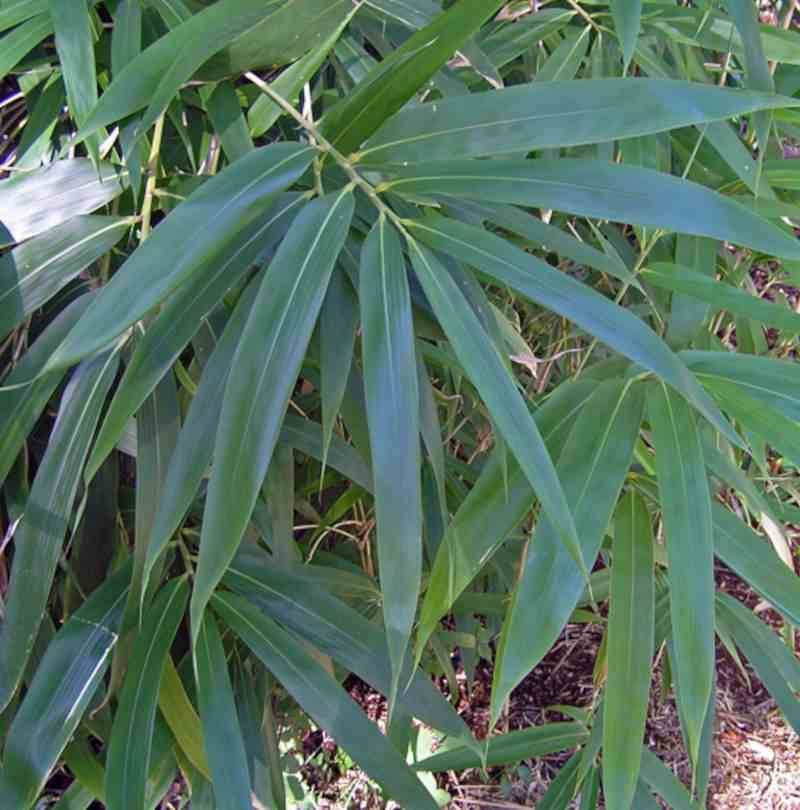 Sans Marque - Pseudosasa japonica Taille:Pot de 5 litres ? 80/100 cm - Image 2