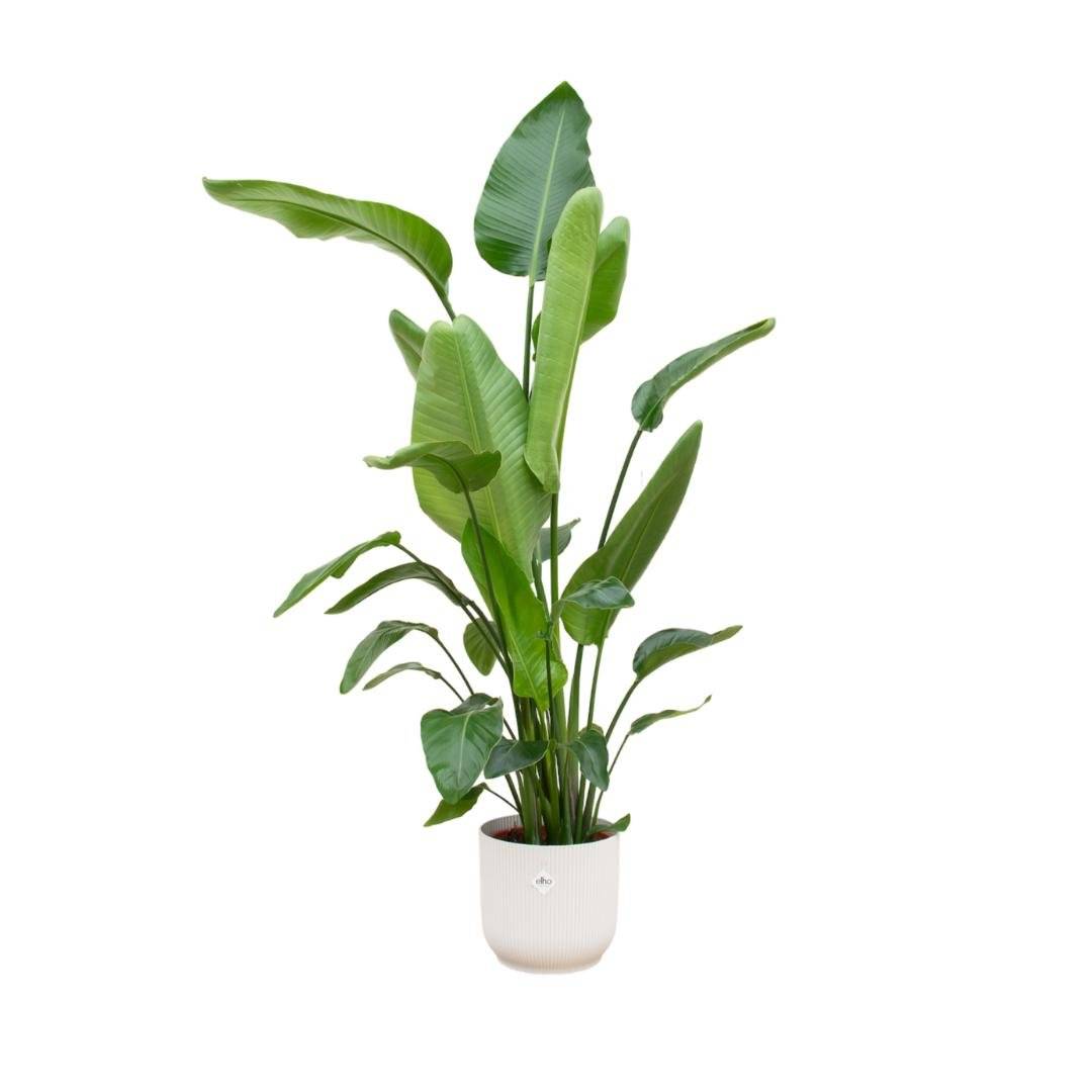 Strelitzia Nicolai 170 cm et son pot- La Green Touch Blanc - Hauteur 170cm