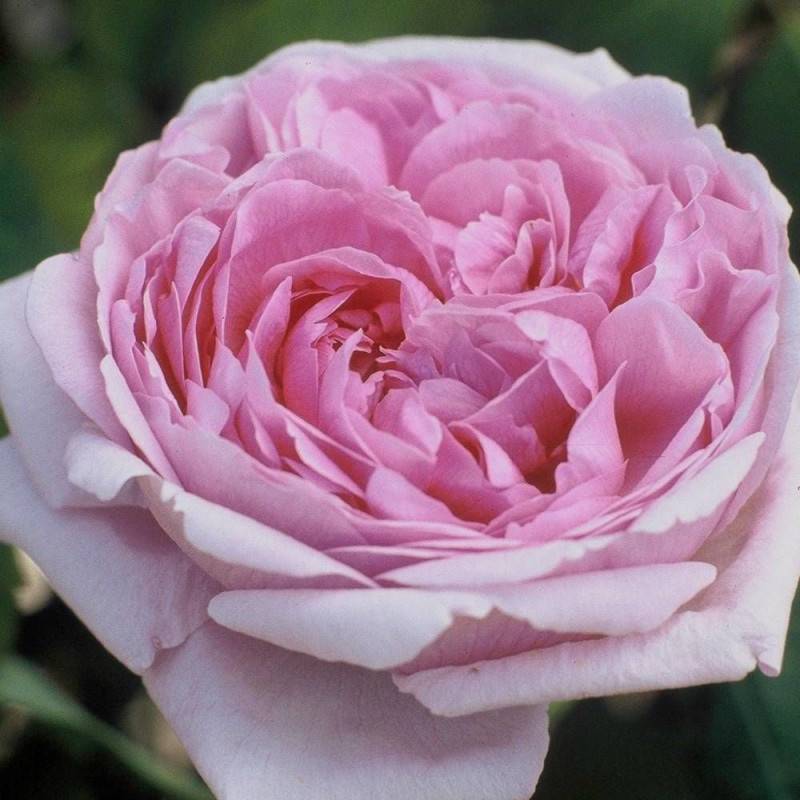 Rosier ancien Comte de Chambord à fleurs Rose/ - feuillage Caduc - Pot de 3L - 20/40 cm - Image 4