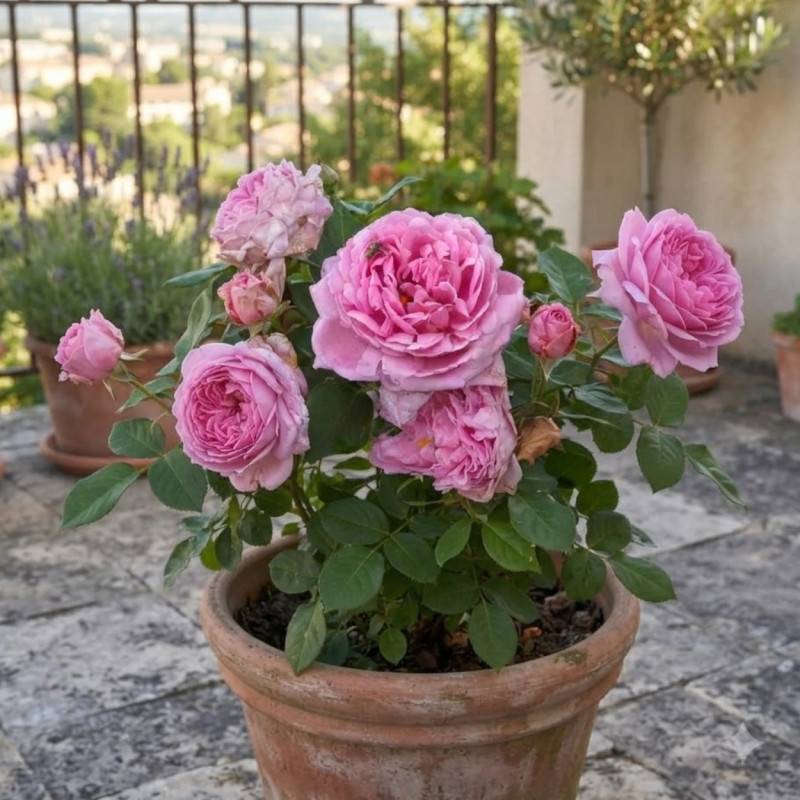 Rosier ancien Comte de Chambord à fleurs Rose/ - feuillage Caduc - Pot de 3L - 20/40 cm - Image 3