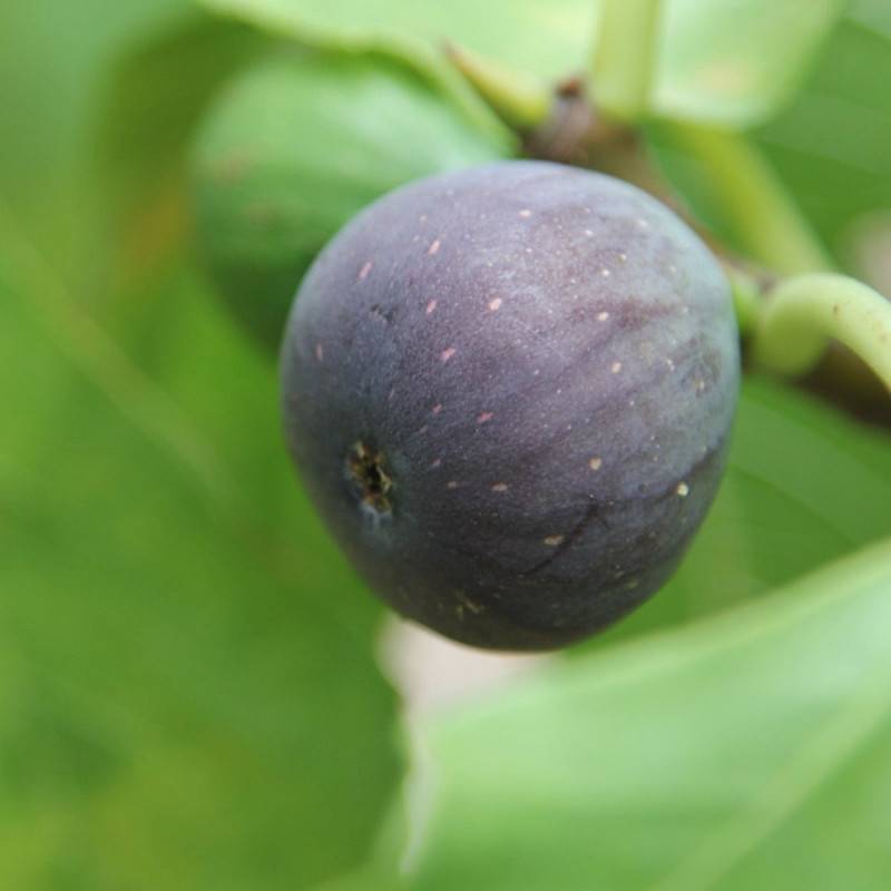 Figuier Noir de Caromb, Ficus carica - Bon rendement - Pot de 7,5L - 60/80 cm - De 3,00 m à 5,00 m - Imagen 1