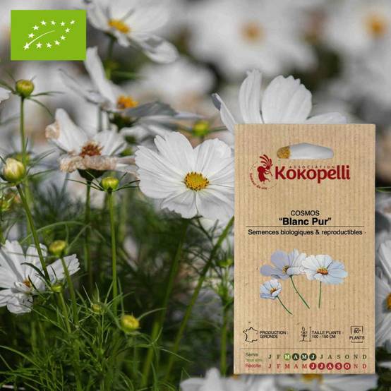 Cosmos Blanc Pur- Graines bio à semer - Image 1