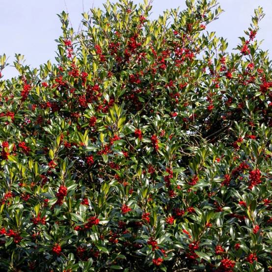 Houx commun Alaska, Ilex - Pot de 3L - 40/60 cm - Image 1