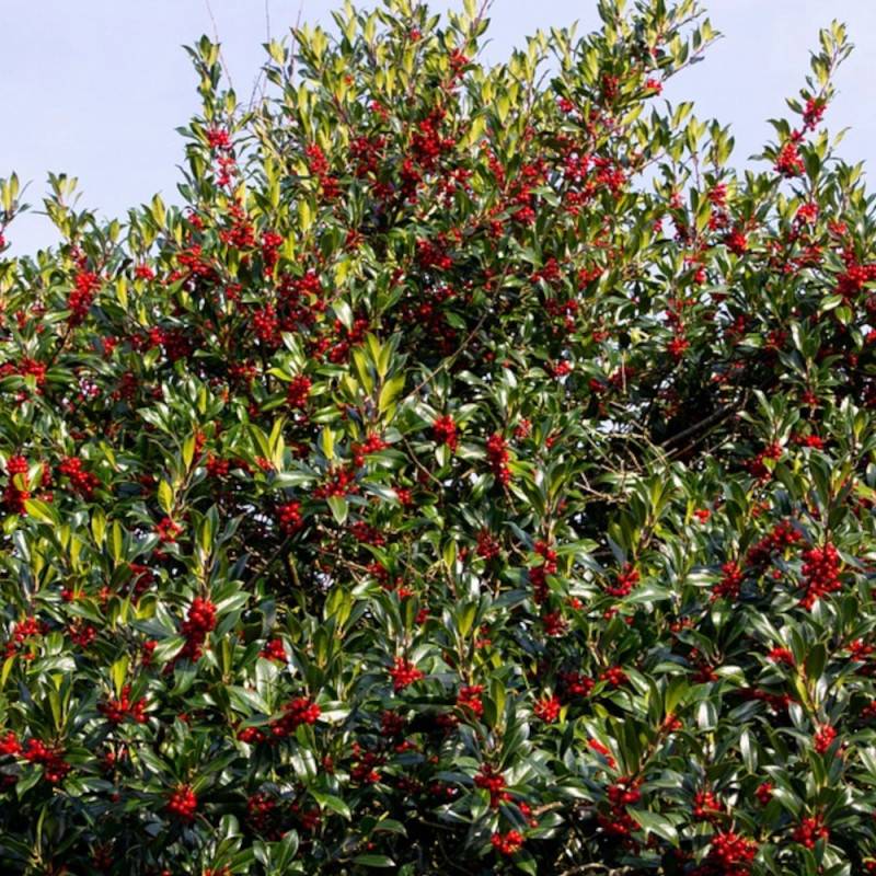 Houx commun Alaska, Ilex - Pot de 3L - 40/60 cm - Image 1