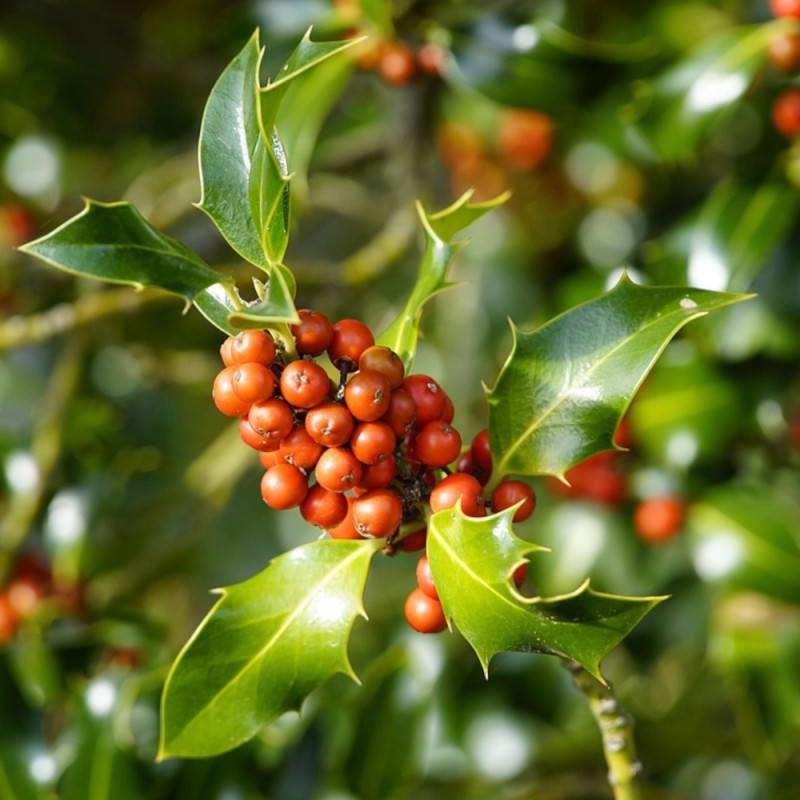 Houx commun Alaska, Ilex - Pot de 3L - 40/60 cm - Image 4