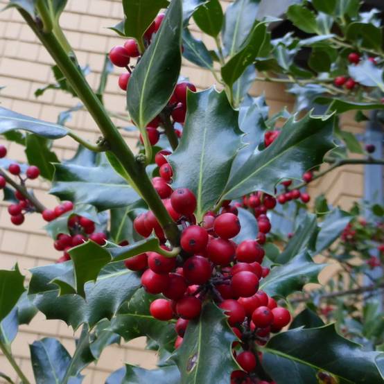 Houx commun Alaska, Ilex - Pot de 3L - 40/60 cm - Image 8