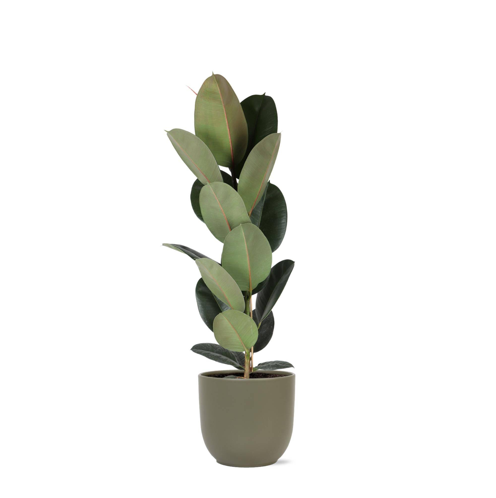 Ficus Elastica Robusta et son pot- La Green Touch Olive - Hauteur 90cm