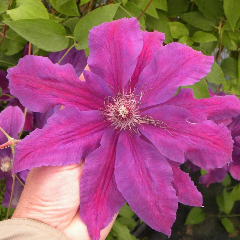 Clématite Kacper à fleurs Bleue - feuillage Caduc - Pot de 2L - Tuteur bambou 60/90 cm-  hauteur à maturité De 2,50 m à 3,00 m - Imagen 5