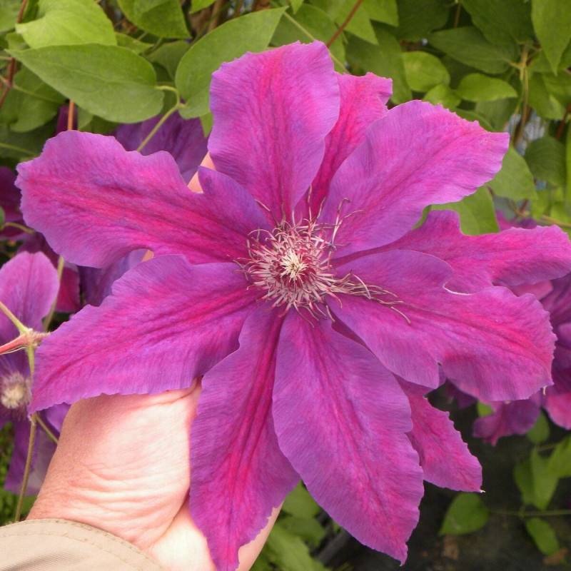 Clématite Kacper à fleurs Bleue - feuillage Caduc - Pot de 2L - Tuteur bambou 60/90 cm-  hauteur à maturité De 2,50 m à 3,00 m - Imagen 6