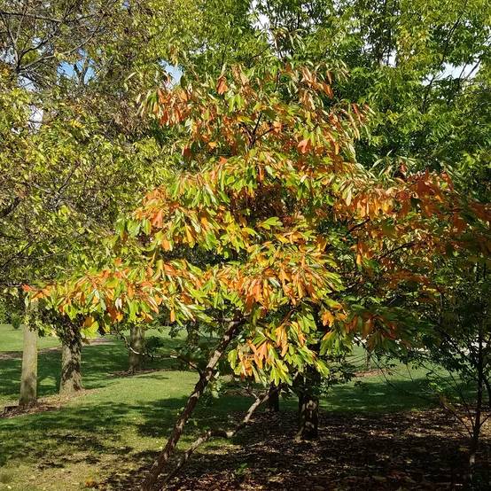 Sassafras albidum | Laurier des Iroquois - Pot de 15L - Baliveau