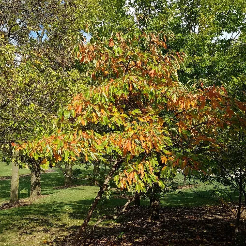 Sassafras albidum | Laurier des Iroquois - Pot de 15L - Baliveau