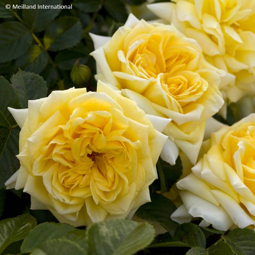 Promesse de Fleurs - Rosier arbustif Nadia Meillandecor Pot de 4L/5L