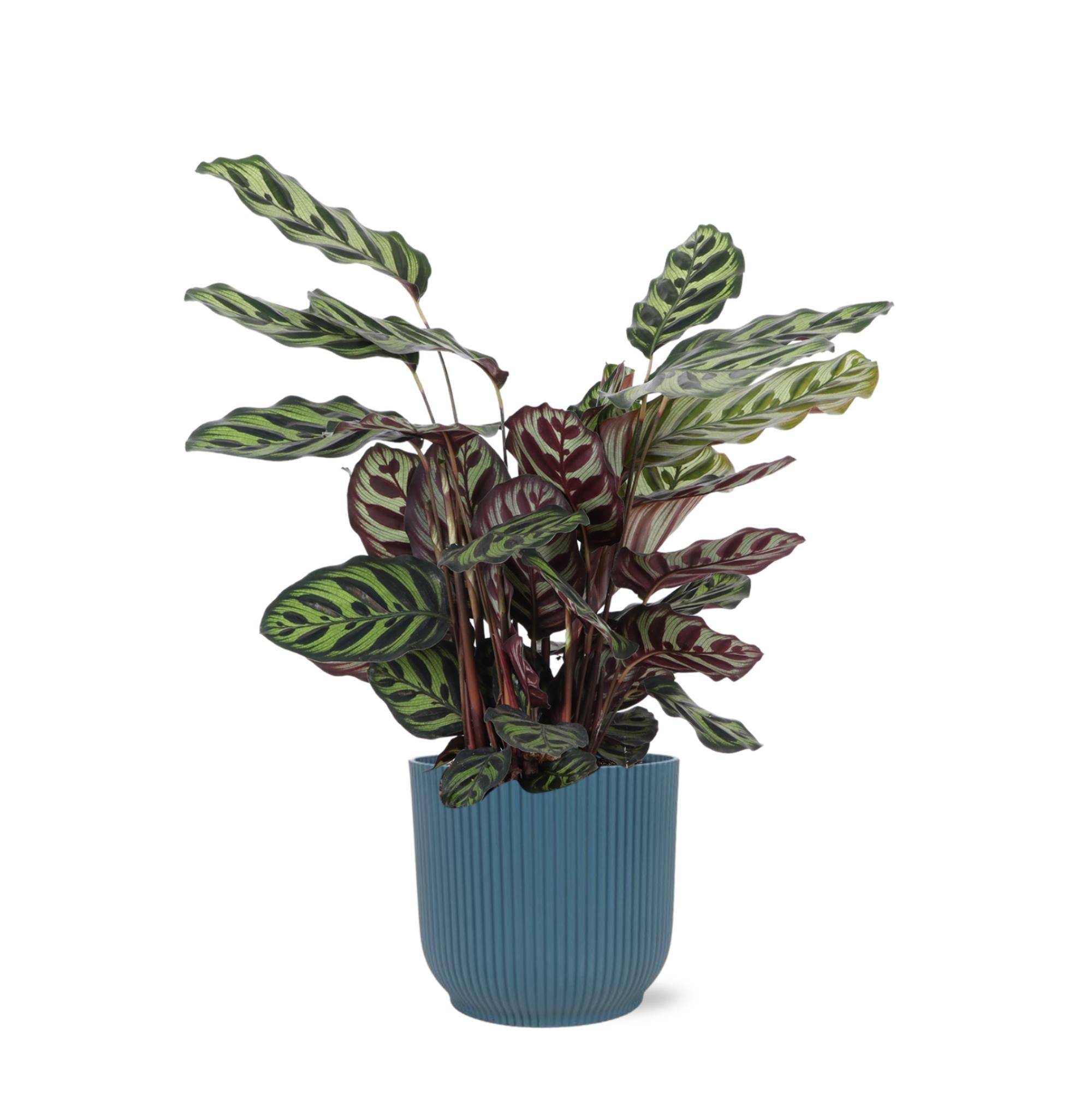 La Green Touch - Calathea Makoyana et son pot- La Green Touch Relief Bleu - Hauteur 70cm