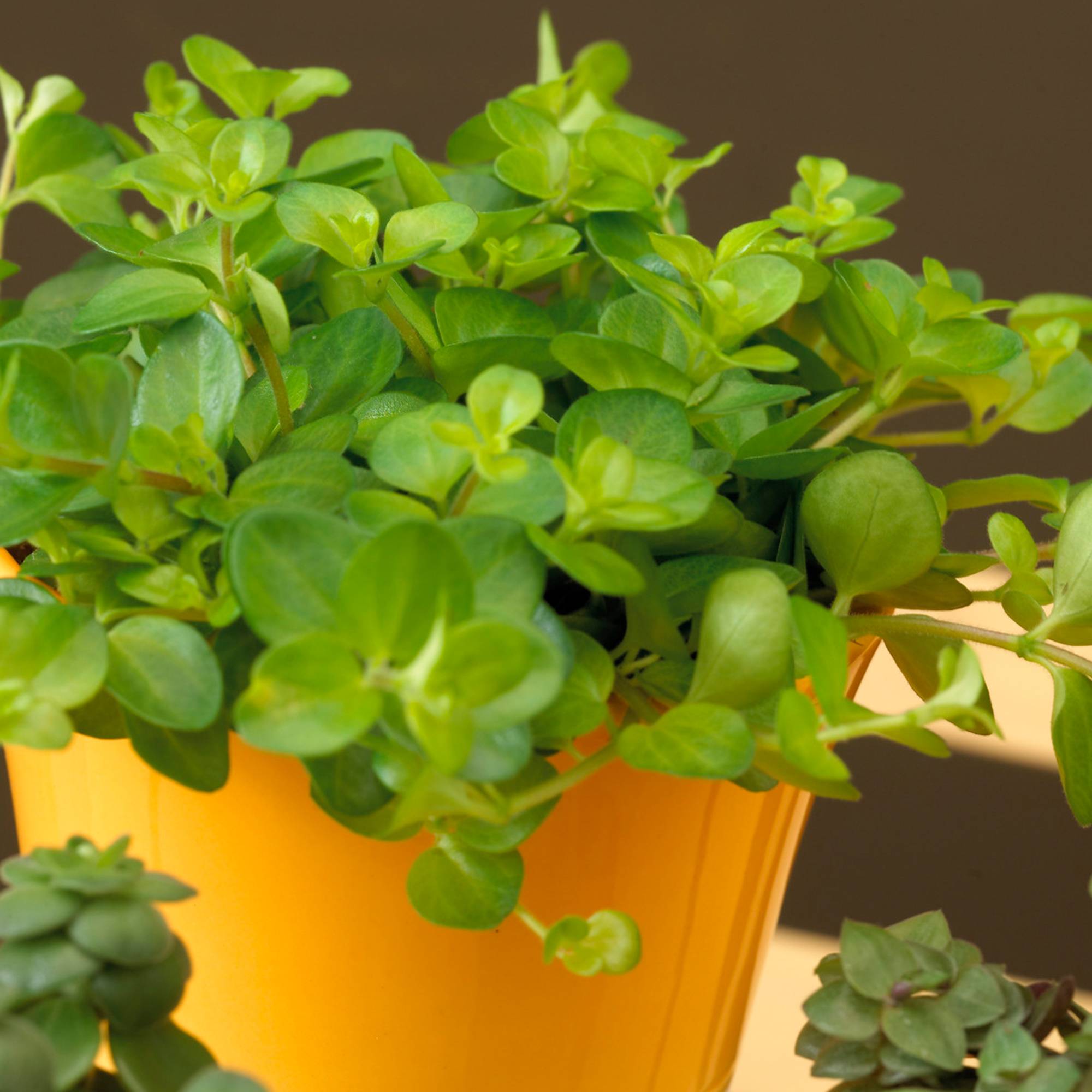 Gardenersdream - Plante D'Intérieur Peperomia Rotundifolia À Vendre | Petite Plante D'Intérieur  - GardenersDream - Image 1