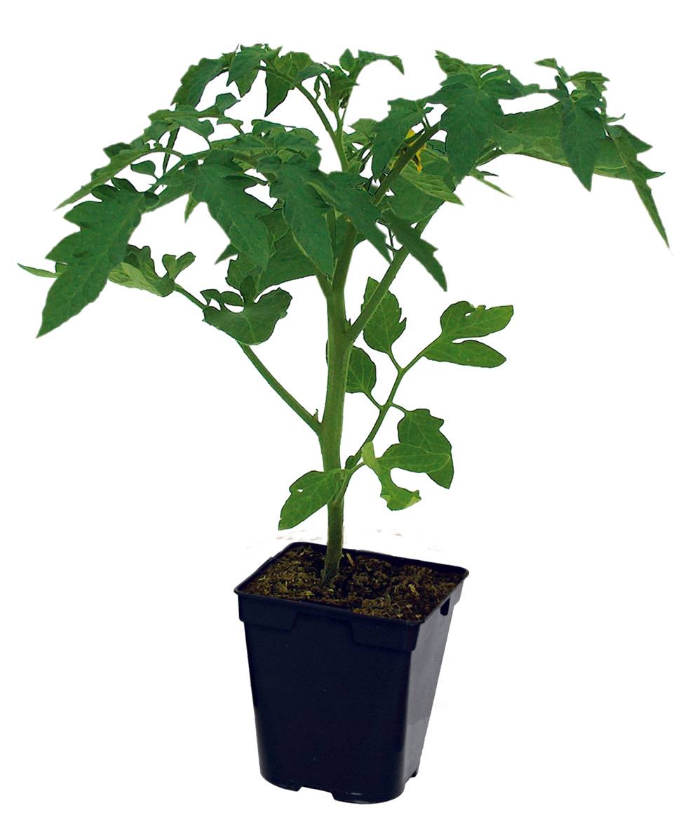 Plant de tomate ronde en grappe grappe premio f1  pot 0,5 l - Image 2