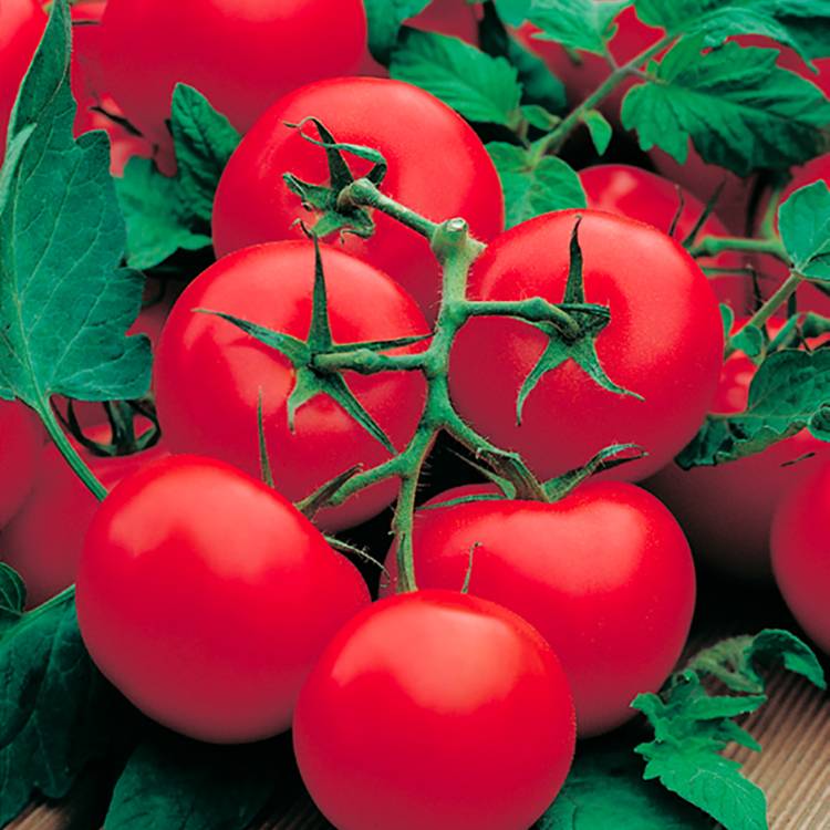 Plant de tomate ronde en grappe grappe premio f1  pot 0,5 l - Image 1