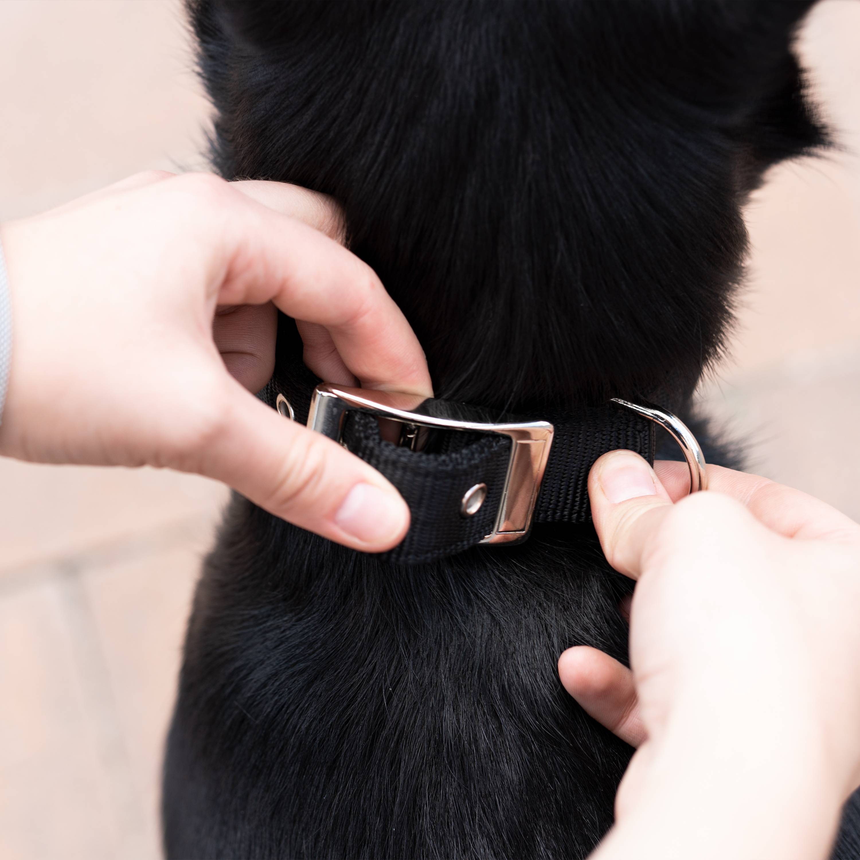 Ferplast - Collier chien chiens nylon souple rembourrage FERPLAST DAYTONA différentes tailles et couleurs - Imagen 5