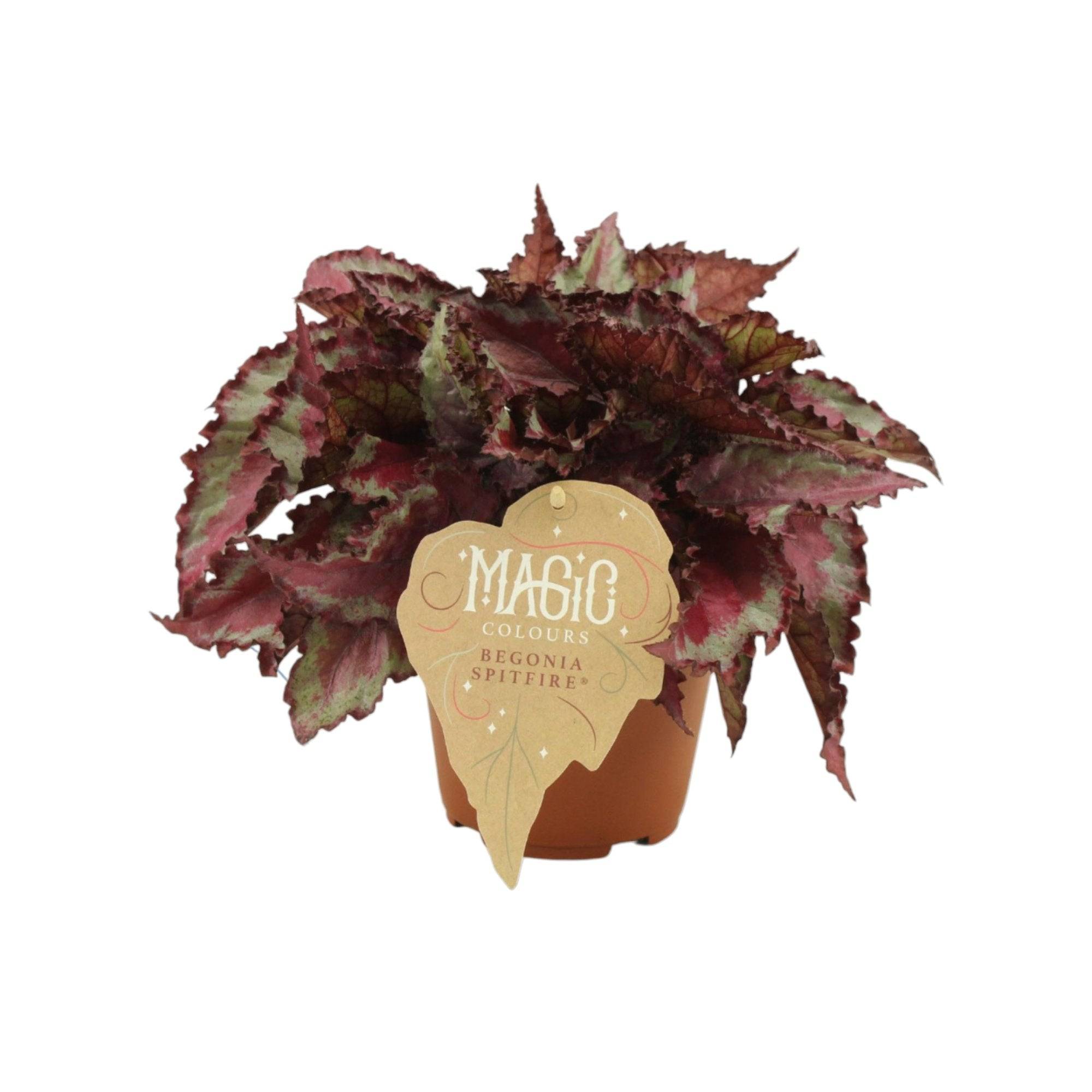 La Green Touch - Begonia Rex 'Spitfire' 25cm - Plante d'intérieur- La Green Touch - Imagen 2
