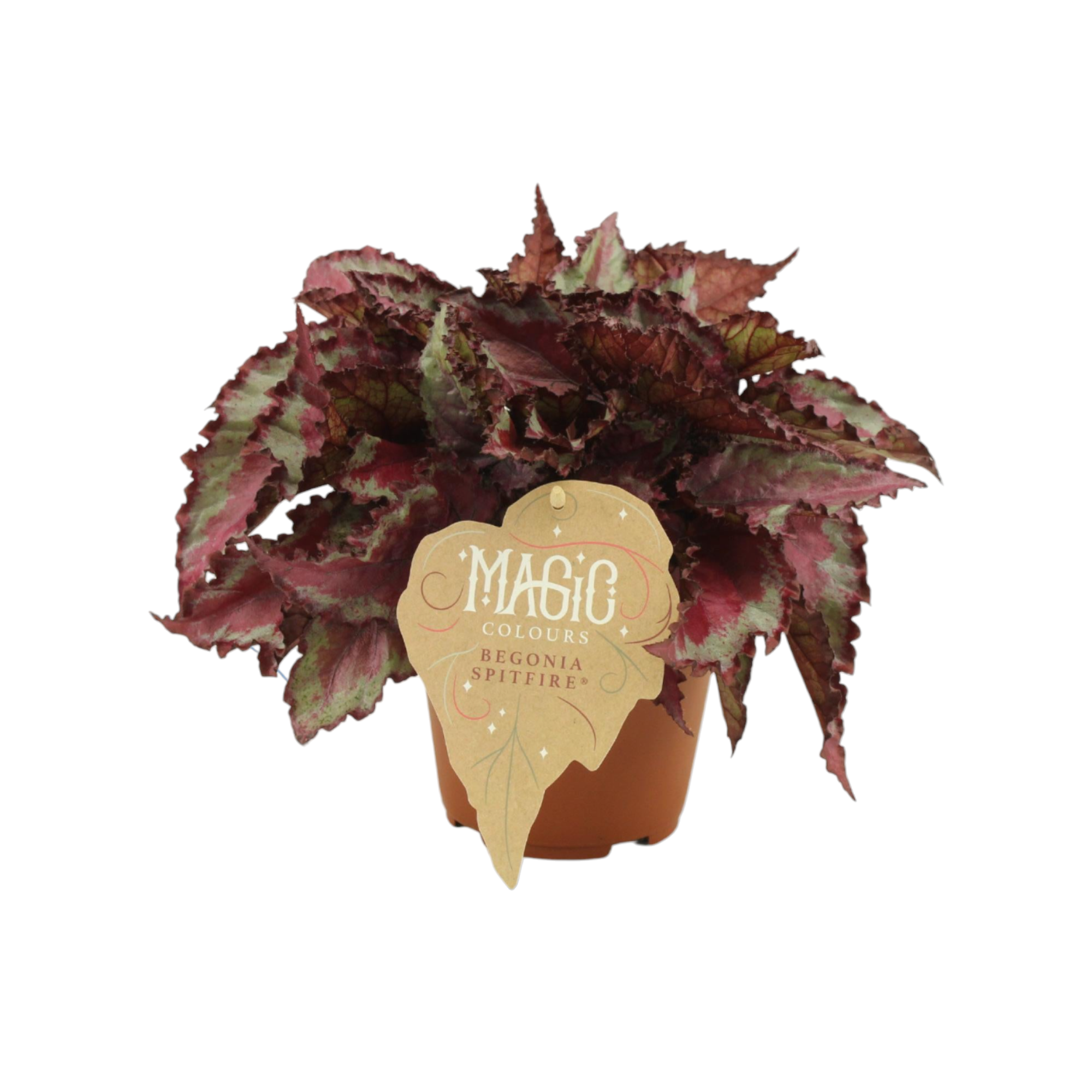 La Green Touch - Begonia Rex 'Spitfire' 25cm - Plante d'intérieur- La Green Touch - Imagen 1