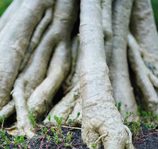 Sans Marque - Adenium obesum cv.Arc-en-ciel Caudex d'environ 150g - Image 2