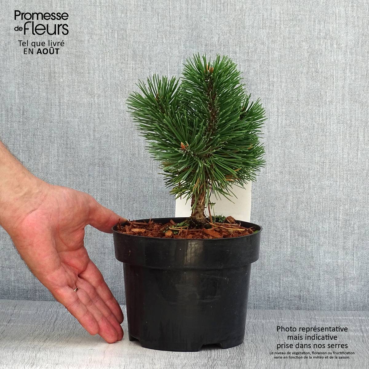 Pin de montagne - Pinus mugo Mumpitz Pot de 2L/3L - Jardiland