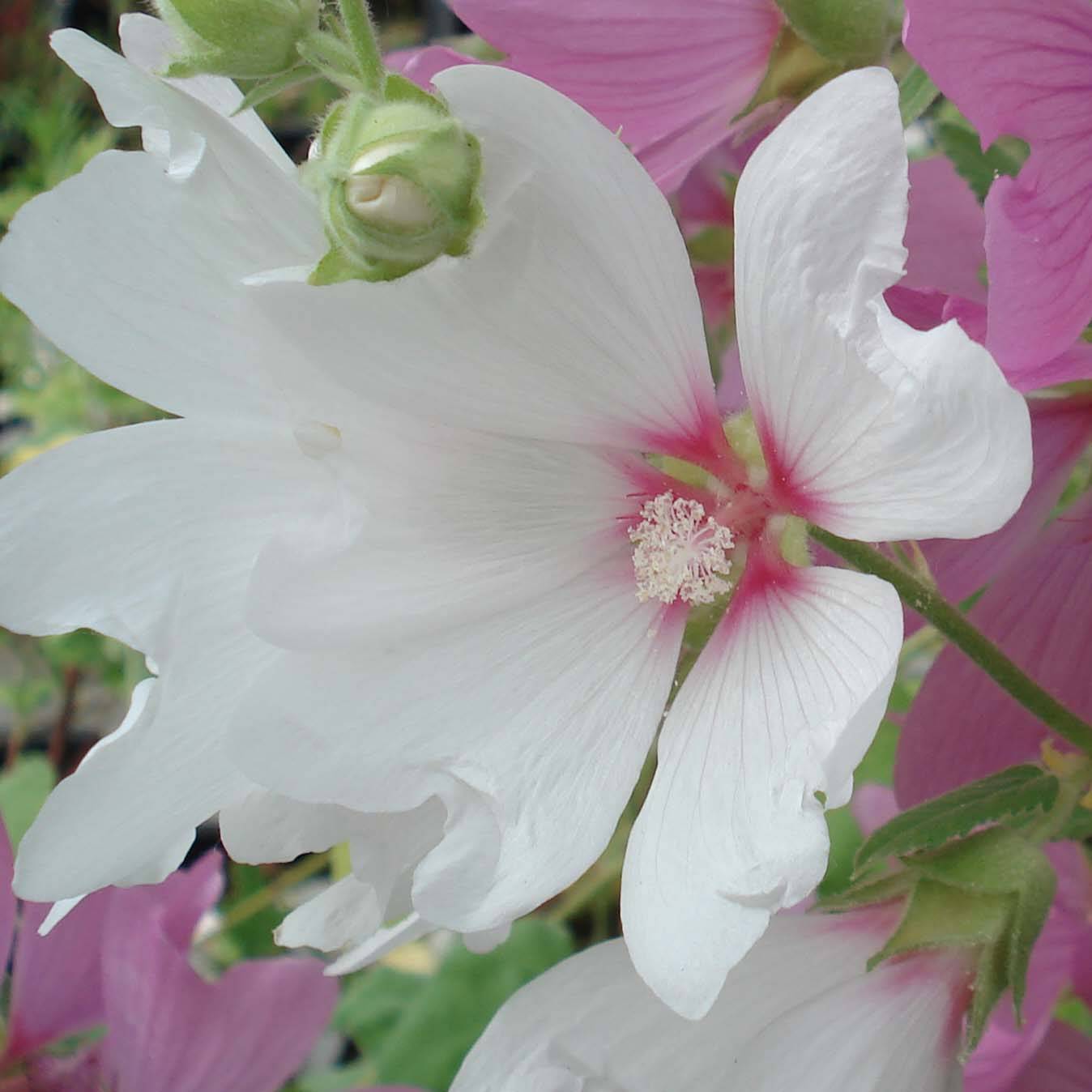 Promesse de Fleurs - Lavatère - Lavatera Blushing Bride Godet de 8/9 cm