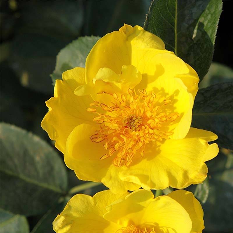 Rosier nain Lemon Fizz Pot de 3L/4L - Jardiland