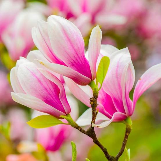 Magnolia 'George Henry Kern' (Magnolia 'George Henry Kern') - Godet - Taille 20/40cm - Pépinières Naudet