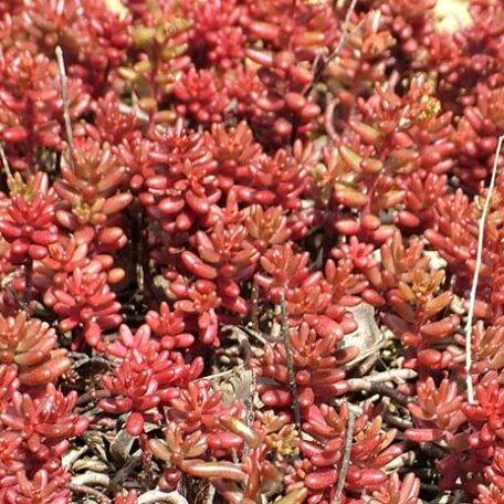 Sedum album Murale - Orpin blanc Godet de 8/9 cm - Image 1