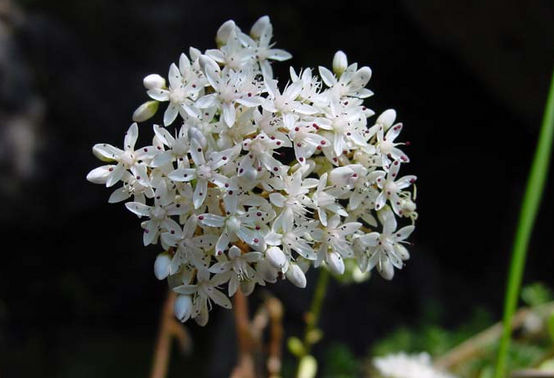 Sedum album Murale - Orpin blanc Godet de 8/9 cm - Image 3