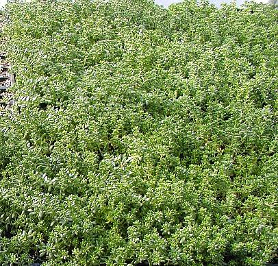 Sedum album Murale - Orpin blanc Godet de 8/9 cm - Image 2