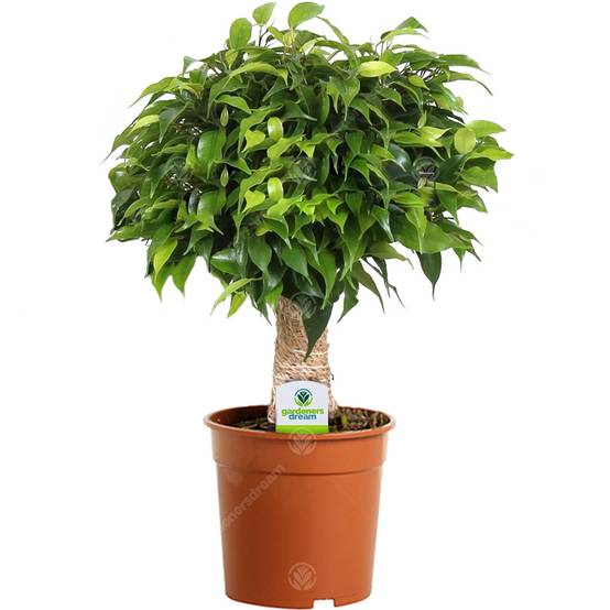Gardenersdream - Ficus Green Kinky À Tige Claire - 1 Plante - Arbre Vivant D'Intérieur En Pot Pour Maison / Bureau - GardenersDream - Image 1