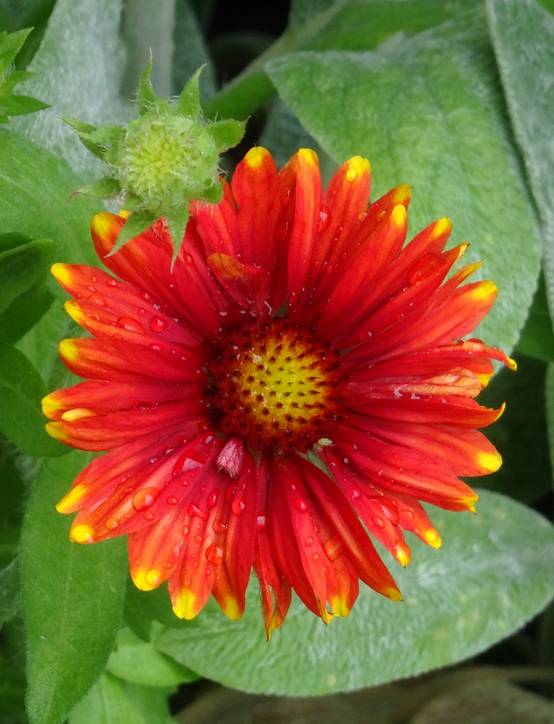 Graines de Gaillarde vivace Arizona Red Shades le sachet de 25 graines environ