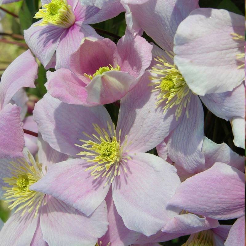 Clématite montana Mayleen à fleurs Rose - feuillage Caduc - Pot de 3L - Echelle bambou 60/120 cm-  hauteur à maturité De 5,00 m à 10,00 m - Imagen 9