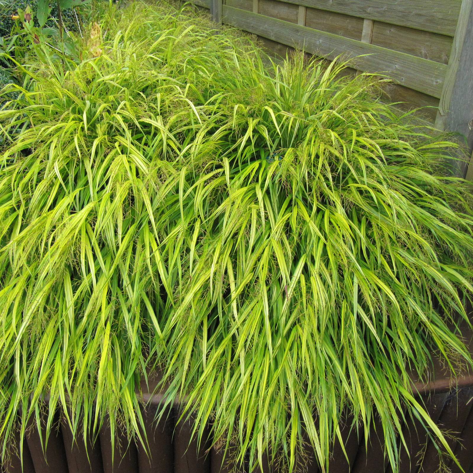 Herbe du Japon - Hakonechloa macra All Gold Godet de 8/9 cm