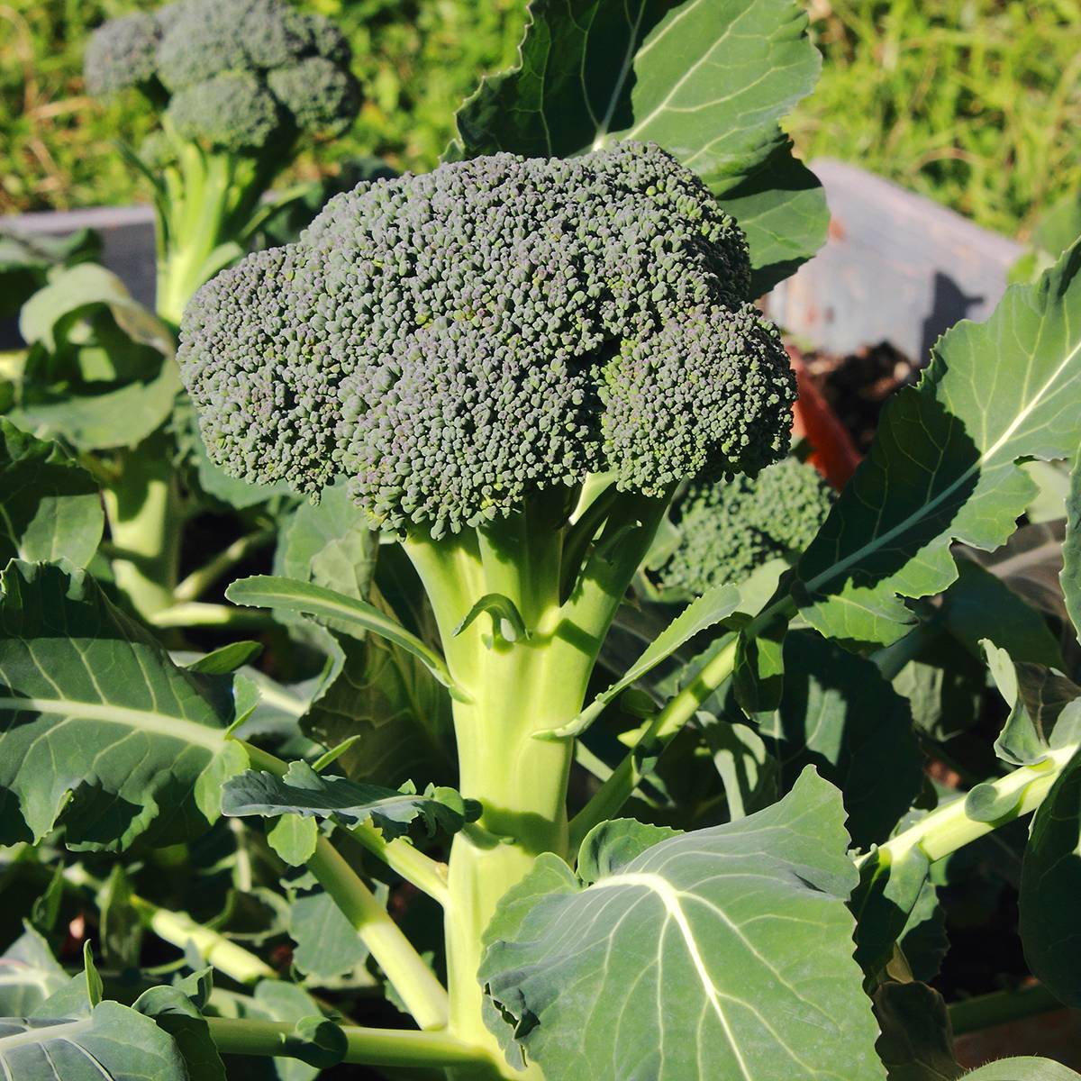 Chou Brocoli Ramoso Calabrese Bio le sachet de 200 graines environ (1g)