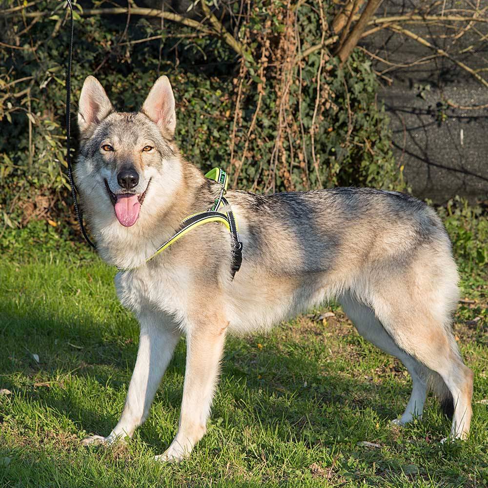 Ferplast - Ferplast Harnais chien SPORT DOG, Harnais pour chien taille Grande, Harnais Suédois, Rembourrage doux, Coutures Réfléchissantes, Fermeture par - Imagen 2