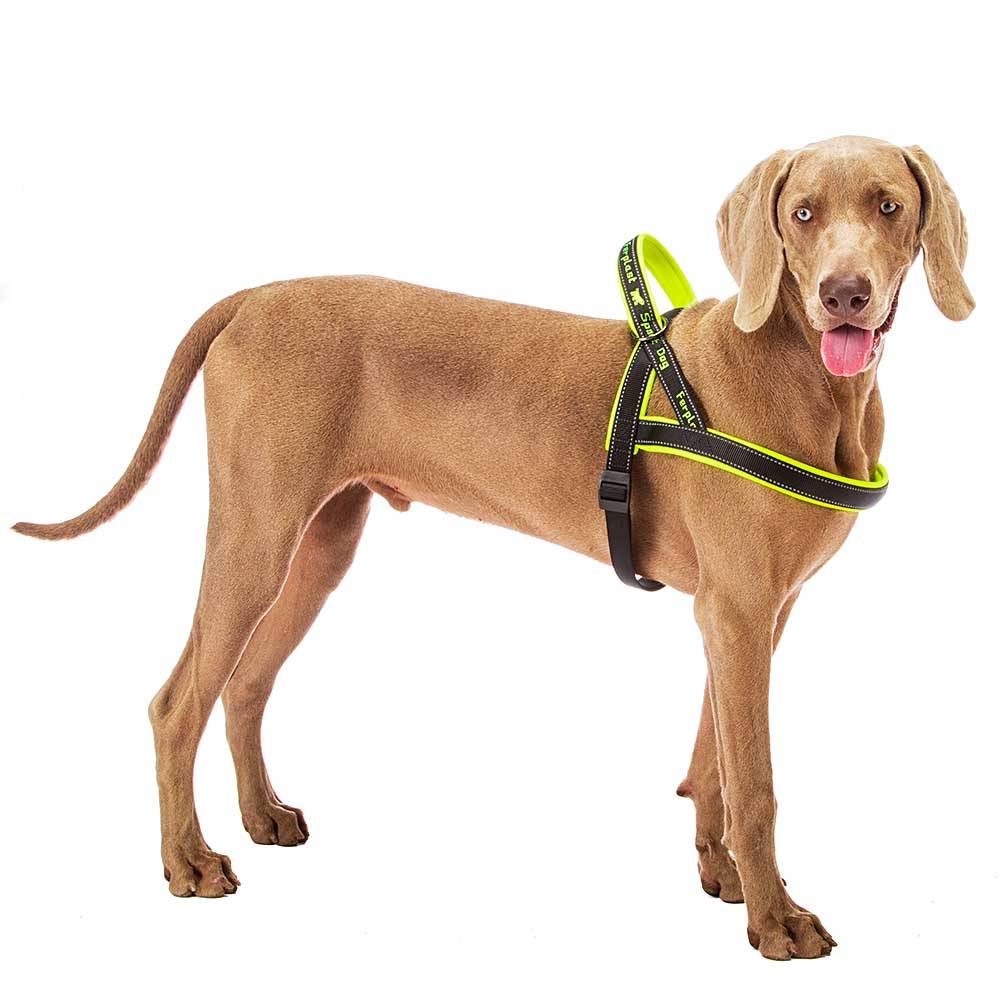Ferplast - Ferplast Harnais chien SPORT DOG, Harnais pour chien taille Grande,  Harnais Suédois, Rembourrage doux, Coutures Réfléchissantes, Fermeture par - Imagen 4