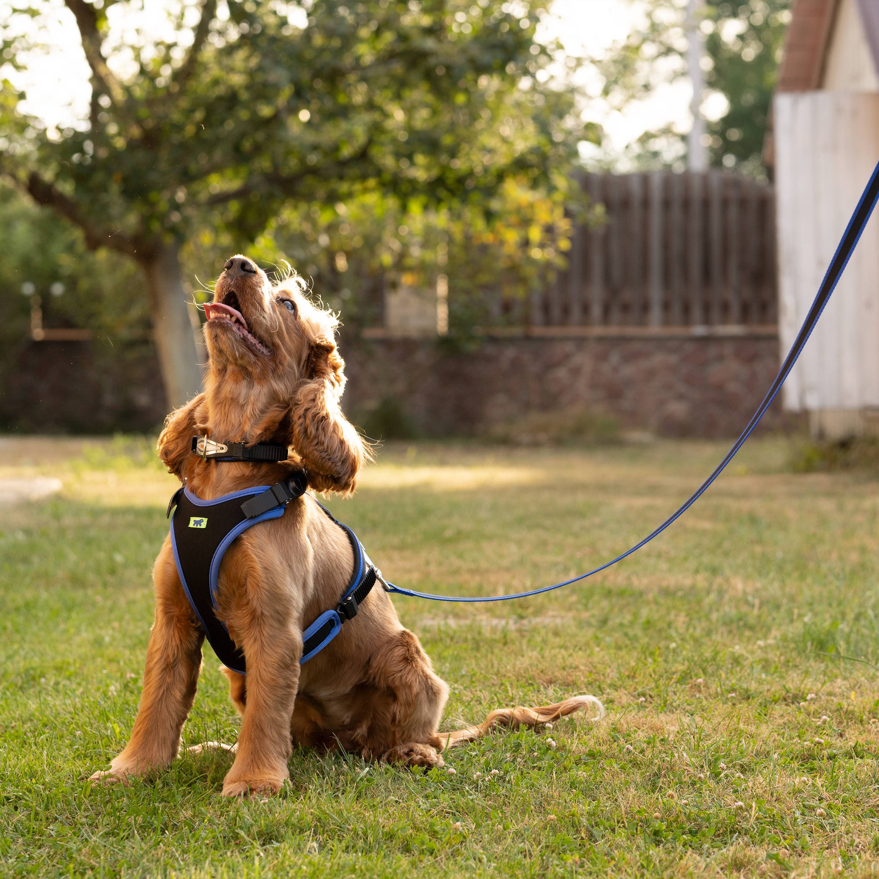 Ferplast - Ferplast Collier Chien ERGOCOMFORT C15/33, collier pour chiens de petite taille, fermeture avec micro-ajustement, rembourrage doux, dégagement rapide, - Imagen 4