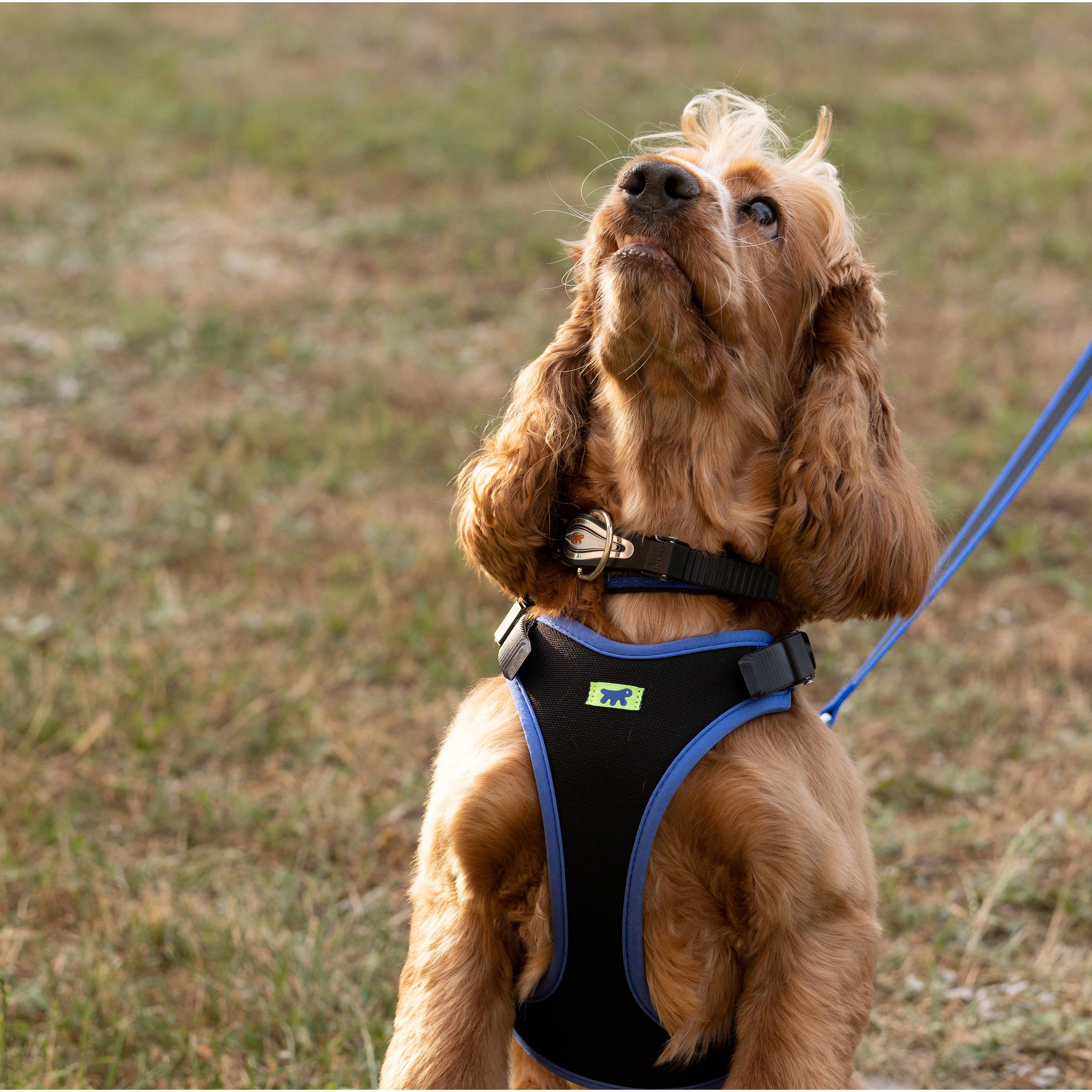 Ferplast - Ferplast Collier Chien ERGOCOMFORT C15/33, collier pour chiens de petite taille, fermeture avec micro-ajustement, rembourrage doux, dégagement rapide, - Imagen 3