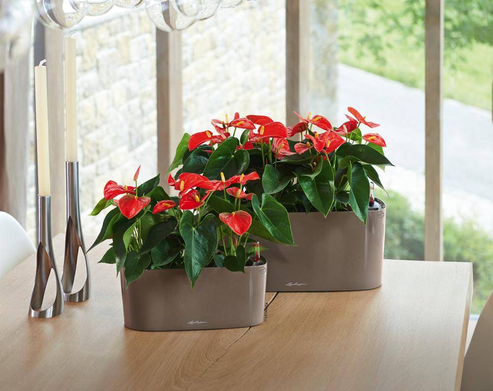 Lechuza - Pot de table Delta 10 - kit complet, taupe brillant 30 cm Lechuza - Imagen 3