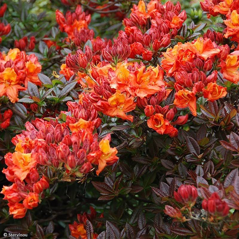 Azalée de Chine Mary Poppins Pot de 4L/5L - Image 1