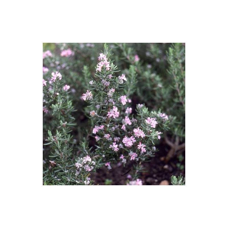 Romarin Majorca Pink à fleurs Rose - feuillage Persistant - Godet - 5/20 cm-  hauteur à maturité De 0,50 m à 1,00 m