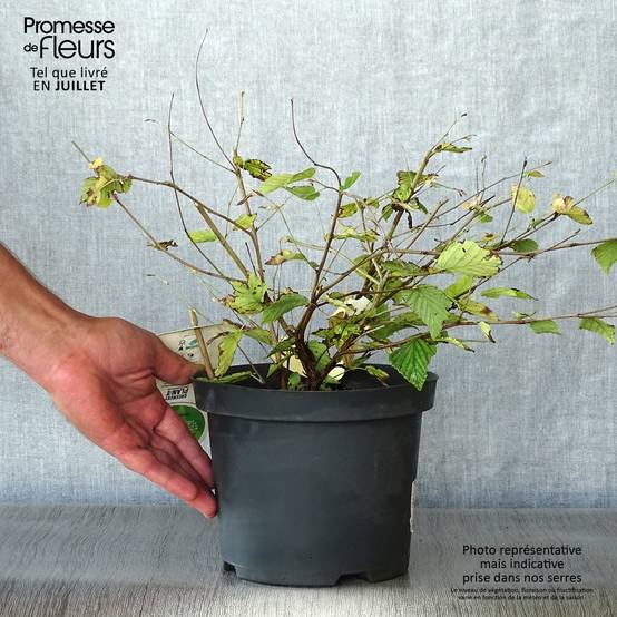 Promesse de Fleurs - Corylopsis pauciflora - Faux noisetier Pot de 2L/3L - Image 2